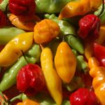 Chillimaniacs