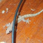 Von "Daheim" nach "zu Hause"