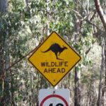 Wild life ahead